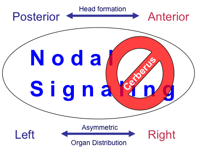 Cerl2Nodal_jose.belo@fcm.unl.pt