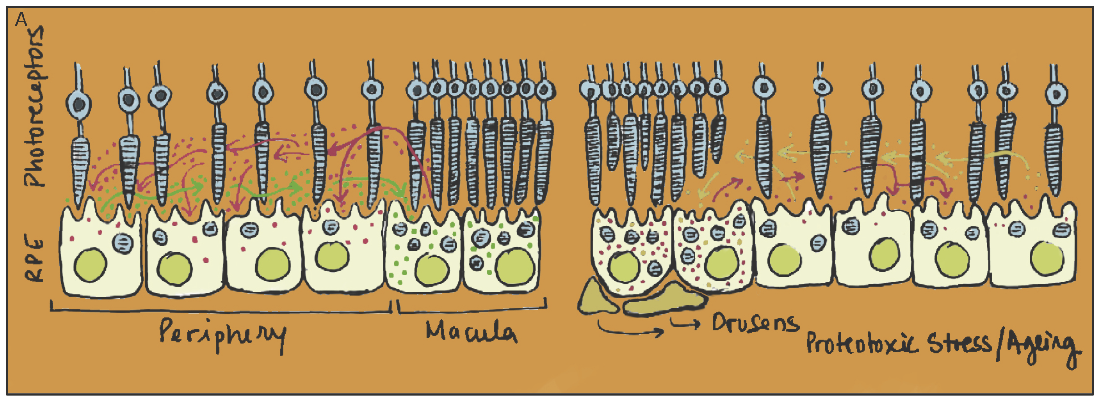 Figure1_NMS_joao.ferreira@fcm.un